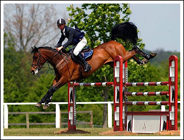 equine events 2010/2011